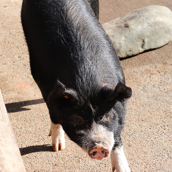 鹿児島黒豚